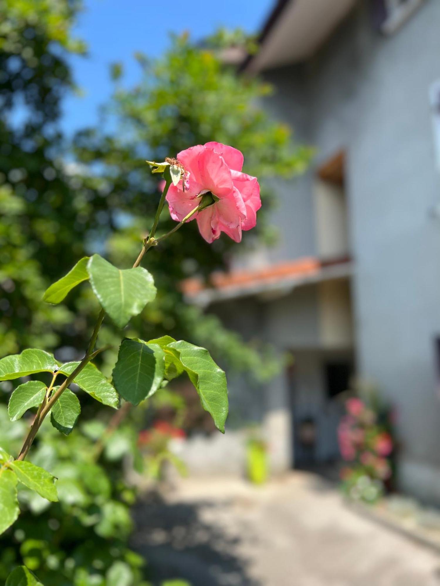 La Branche Du Cerisier Apartman Annecy Kültér fotó